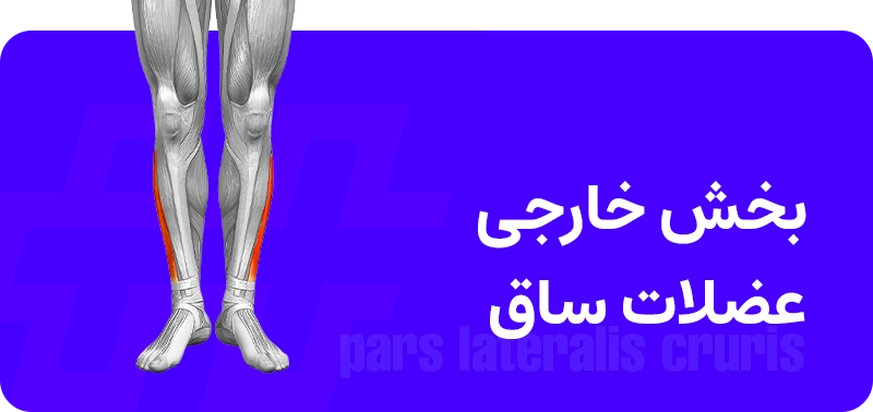 عضلات ساق پا