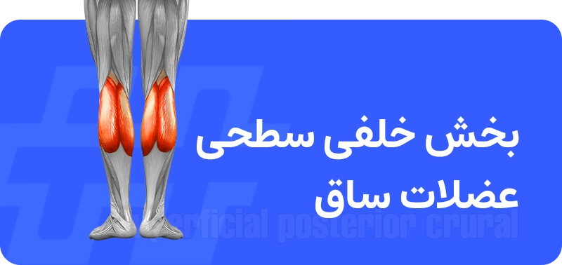 عضلات ساق پا