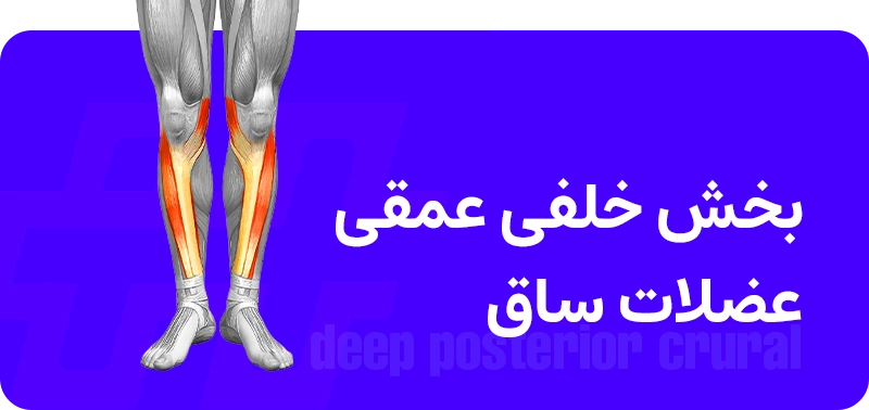 عضلات ساق پا