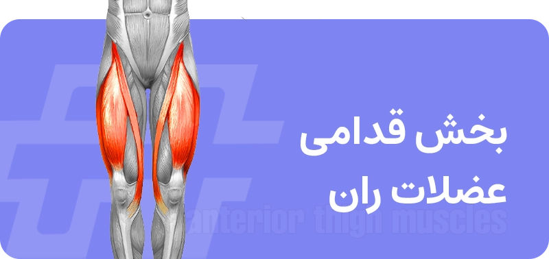 عضلات ران