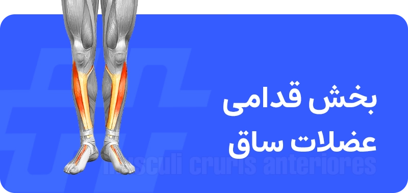 عضلات ساق پا