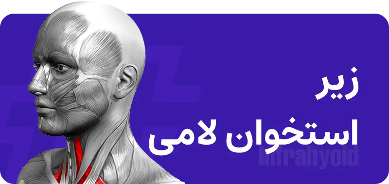 گردن
