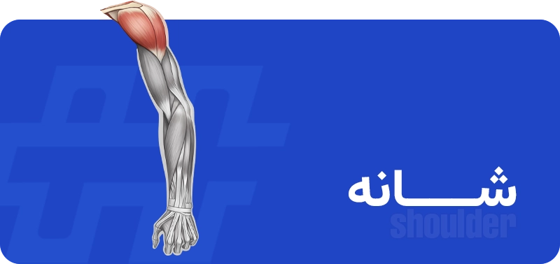 شاانه