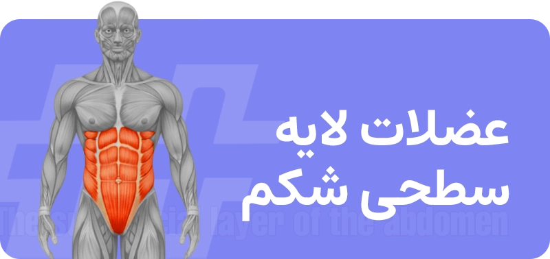 عضلات شکم