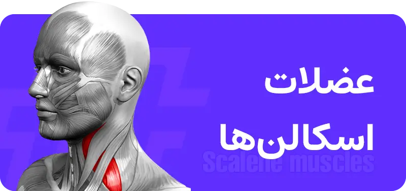 گردن