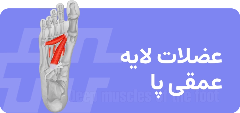 عضلات کف پا