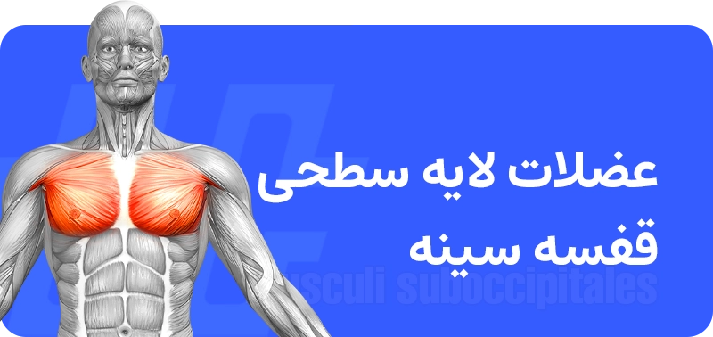 عضلات سینه