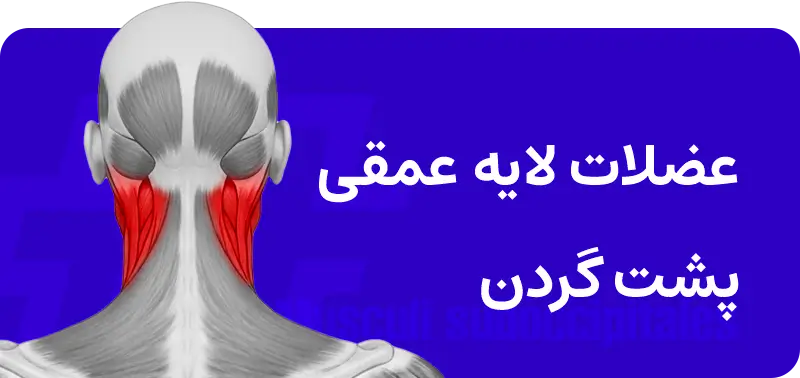 گردن