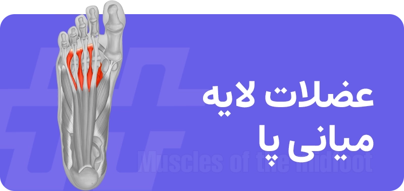 عضلات کف پا