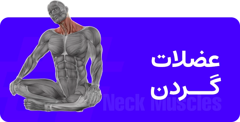 عضلات گردن جدید