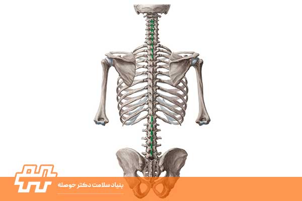 عضله اینترسپینالیس