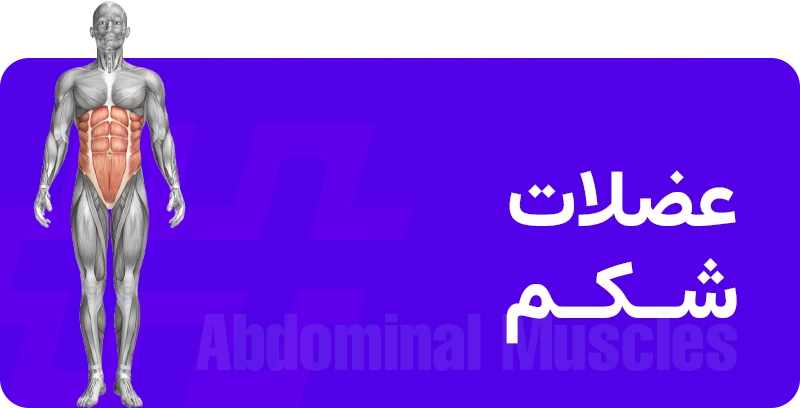 عضله شکم