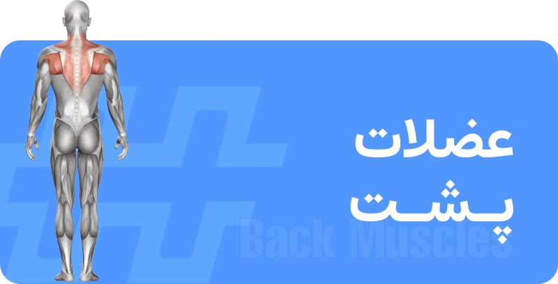 عضله پشت