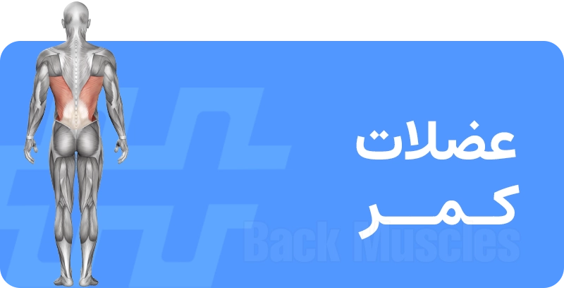 عضله کمر