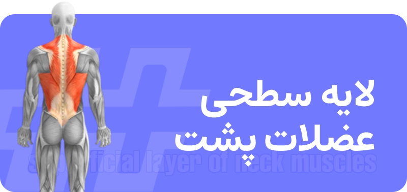 عضلات پشت