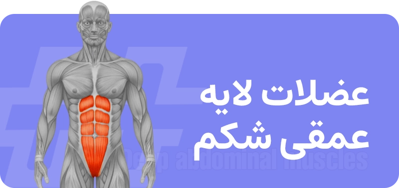 عضلات شکم