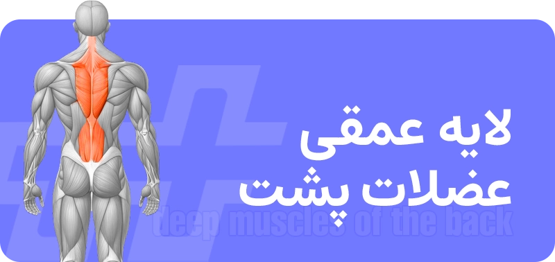عضلات پشت