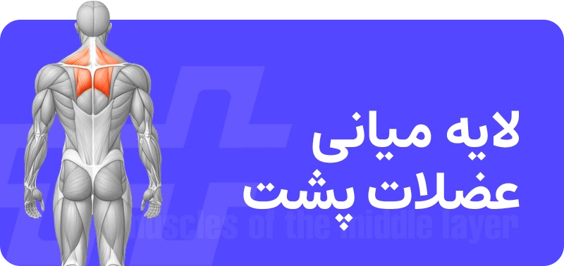 عضلات پشت