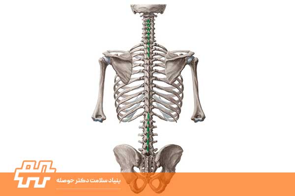 معرفی عضله اریکتور اسپاین (Erector Spinae)