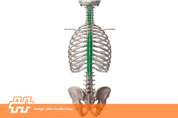 معرفی عضله اسپاینالیس