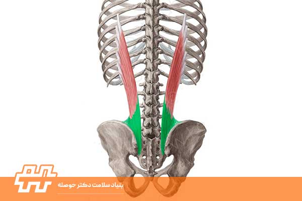 معرفی عضله ایلیوکاستالیس لومبوروم (Iliocostalis lumborum)