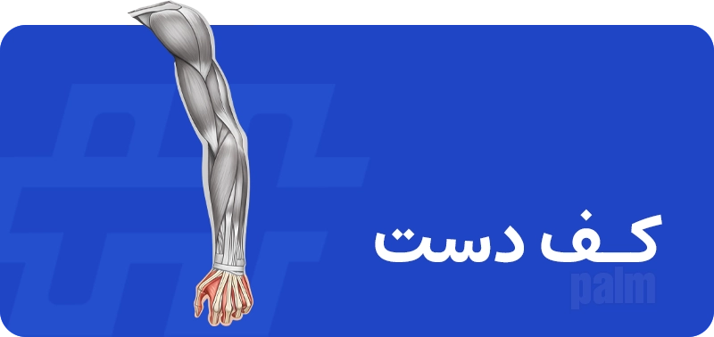 کف دست
