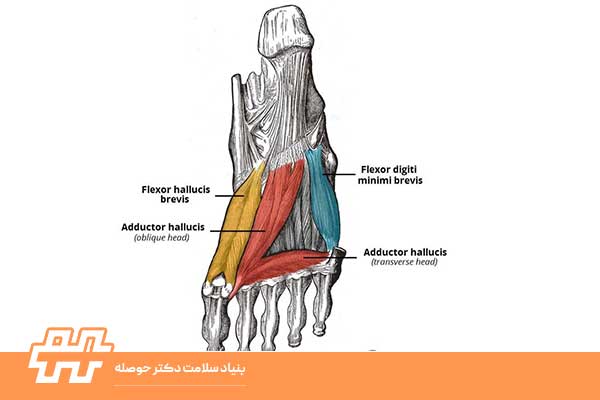 ابداکتور هالوسیس