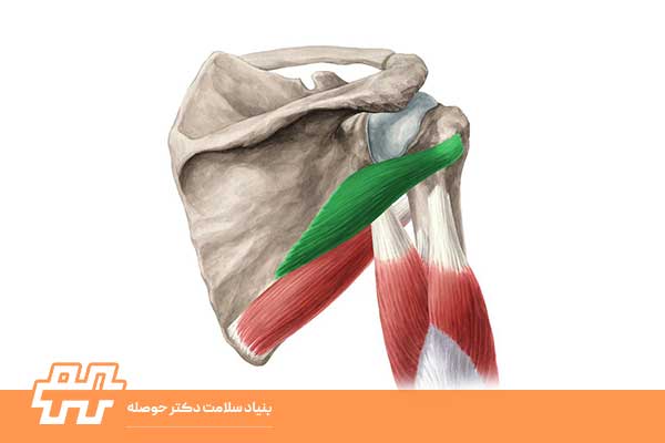 معرفی عضله اینفراسپیناتوس (Infraspinatus)