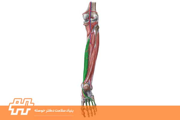 تیبیالیس قدامی