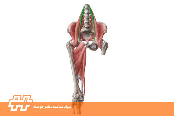 معرفی عضله چهارسر ران (Quadriceps)