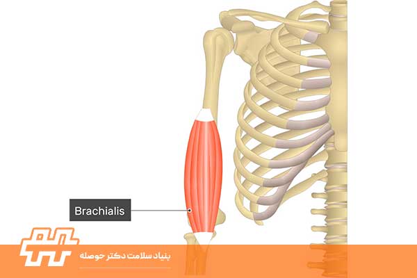 معرفی عضله بازویی (Brachialis)