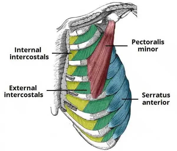 عضله بیندندهای خارجی