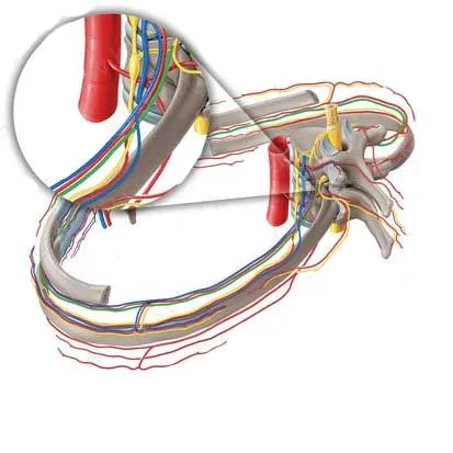 عضله بیندندهای خارجی