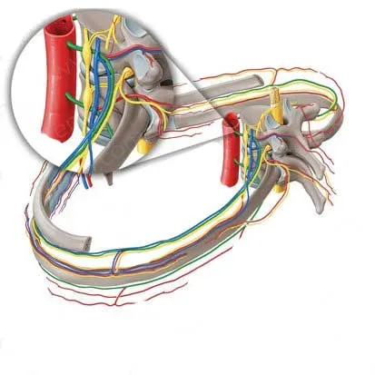 عضله بیندندهای خارجی