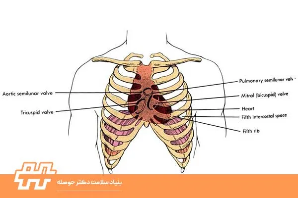 عضله بین دنده‌ای داخلی