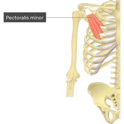 عضله پکتورالیس مینور