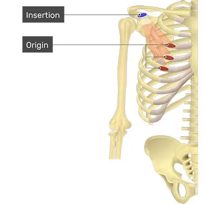 عضله پکتورالیس مینور