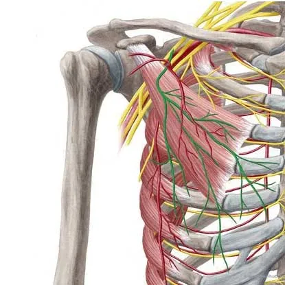 عضله پکتورالیس مینور