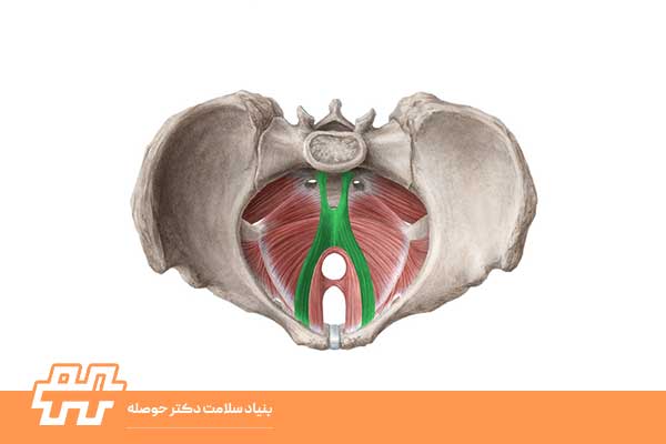 معرفی عضلات کف لگن (Pelvic Floor Muscles)