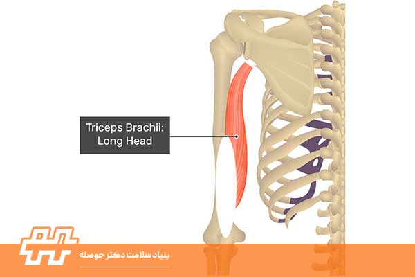 معرفی عضله تریسپس براکی (Triceps Brachii)