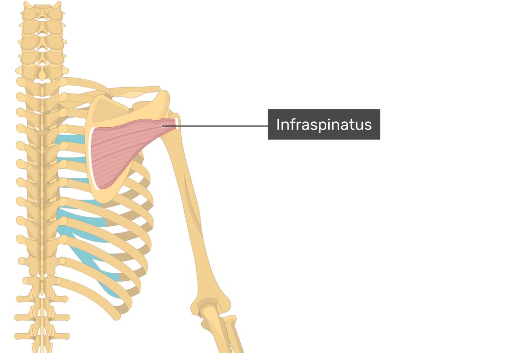معرفی عضله اینفراسپیناتوس