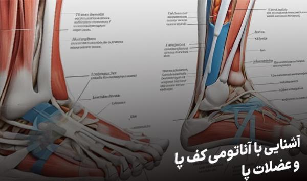 عملکرد عضله لامبرکال پا از نظر آناتومی