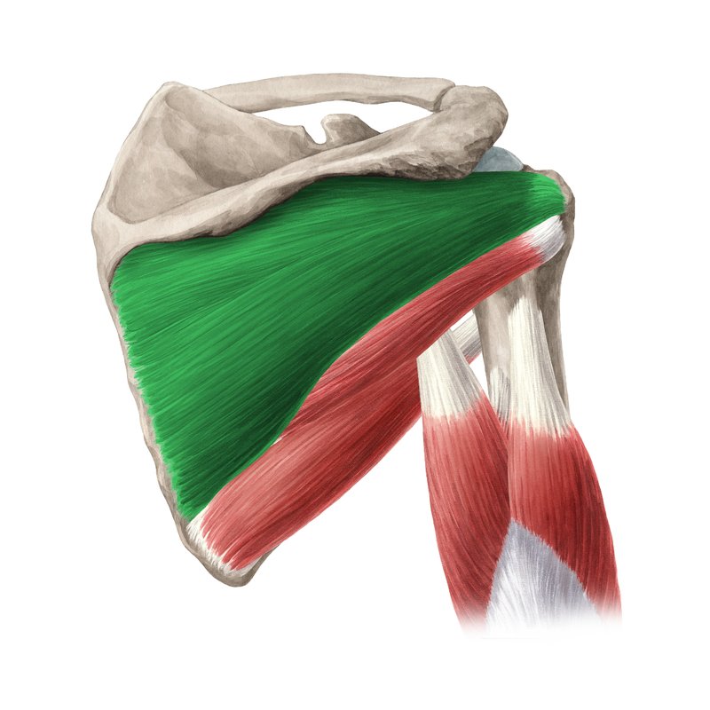 سیستم خون­رسانی اینفراسپیناتوس