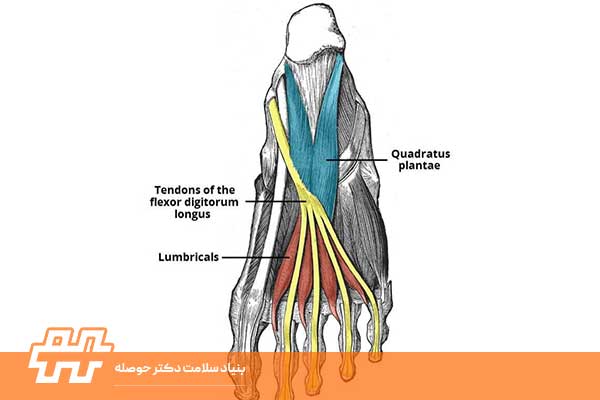 عضله لامبرکال پا