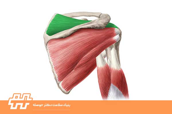 معرفی عضله ترس ماژور (Teres Major)