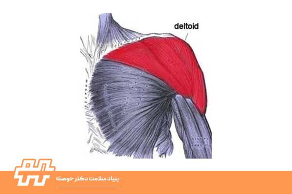 Deltoid