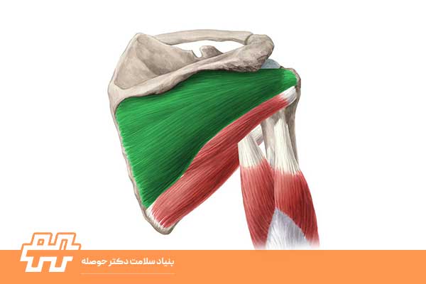 معرفی عضله کوراکوبراکیالیس (Coracobrachialis)