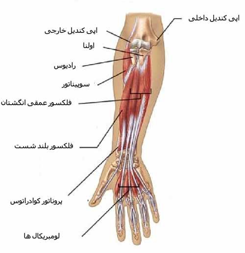 عضله سوپیناتور
