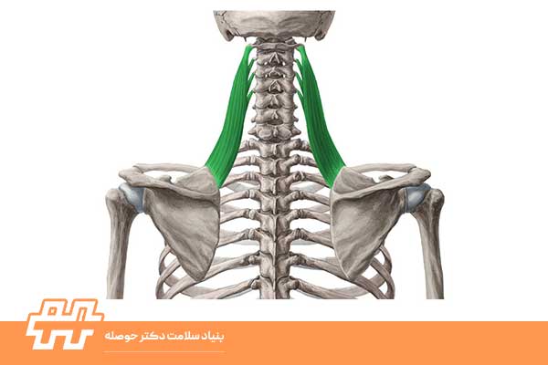 لانگیسموس سرویسس