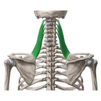 لانگیسموس سرویسس